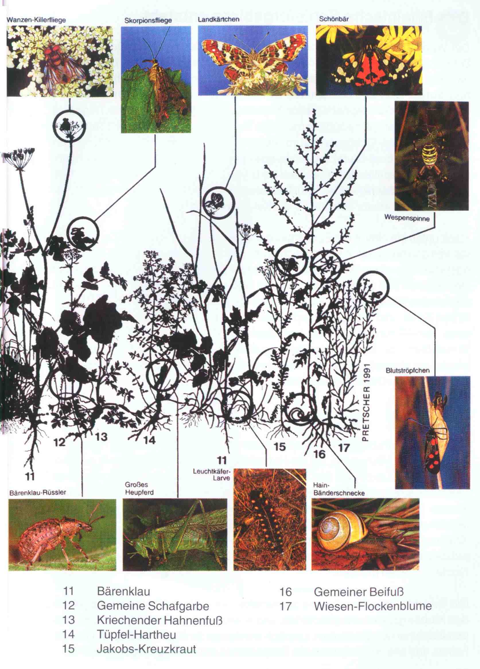 Wegränder und deren einzigartige Vielfalt an Blüten und Insekten