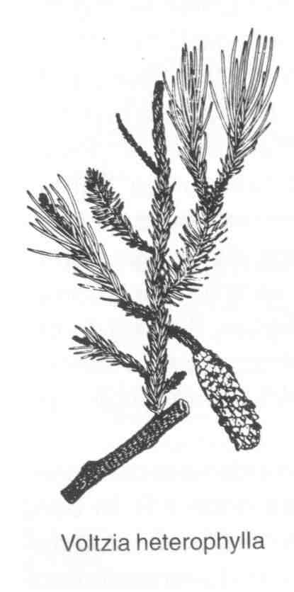 Voltzia heterophylla
